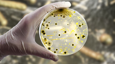 Bakterien und Schimmelpilze sammeln sich in einer Petrischale.