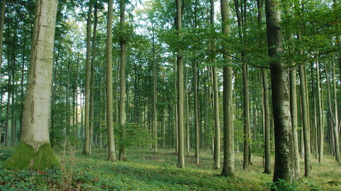 Wald bei Laubach Wald bei Laubach