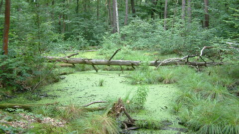 Gießener Bergwerkswald