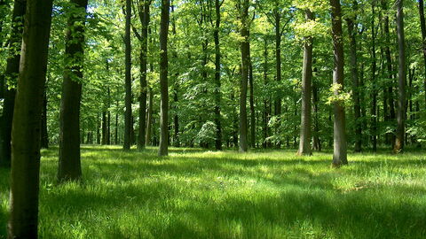 Wehrholz Wehrholz