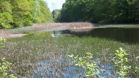 Sickler Teich bei Londorf Sickler Teich bei Londorf