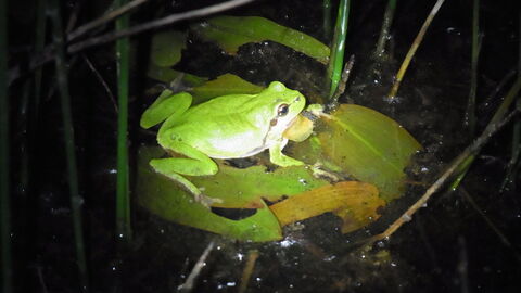 Silbachtal bei Gonterskirchen