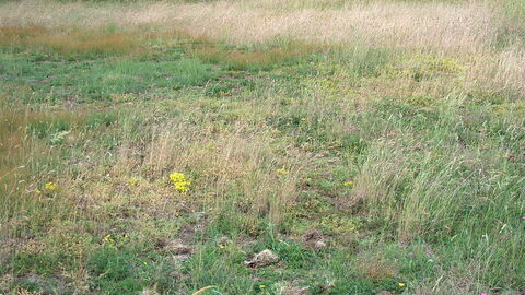 Lohhügel bei Ruppertsburg