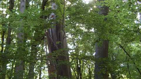 Urwaldzelle Urwaldzelle