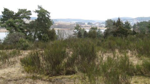 Wacholderheide bei Ahrdt Wacholderheide bei Ahrdt