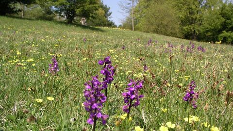 Hörbacher Viehweide