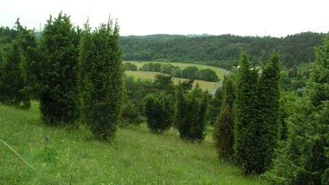 Amdorfer Viehweide Amdorfer Viehweide