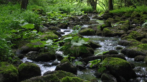 Aubachtal bei Langenaubach Aubachtal bei Langenaubach