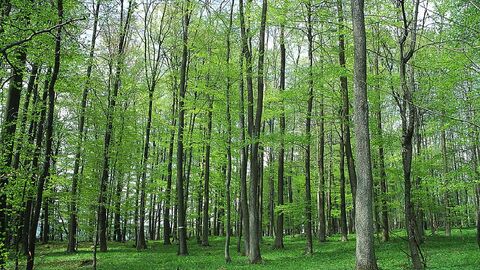 Feuerheck bei Waldaubach Feuerheck bei Waldaubach