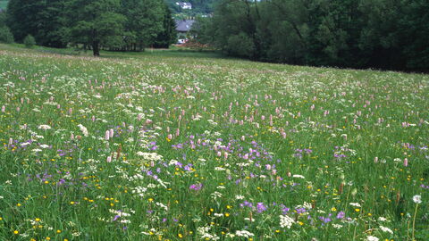 Aubachtal bei Langenaubach Aubachtal bei Langenaubach