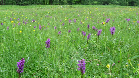 Kallenbachtal bei Arborn und Nenderoth Kallenbachtal bei Arborn und Nenderoth
