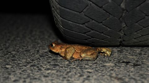 Körte, die fast von einem Auto überfahren wird. 
