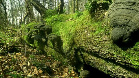 Moos überwuchert einen umliegenden Baumstamm Moos überwuchert einen umliegenden Baumstamm