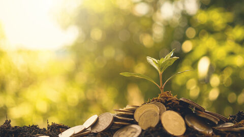 Ein Trieb wächst aus der Erde auf der Geldmünzen liegen.