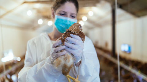 Eine Frau im Schutzanzug hält ein Huhn in den Händen.