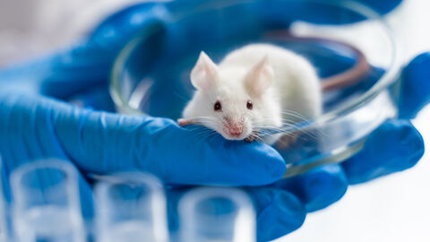Eine Wissenschaftler hält eine weiße Maus in den Händen.