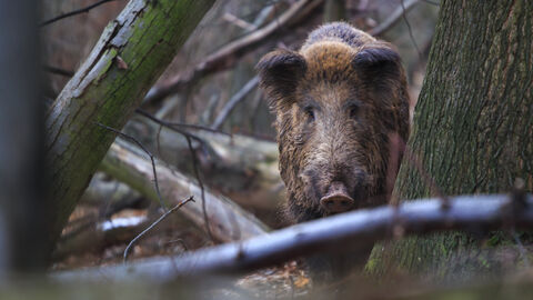 Ein Wildschwein steht zwischen Bäumen.