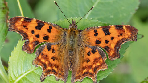 Ein Schmetterling sitzt auf einem Blatt.