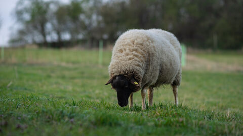 Ein Röhnschaf steht auf einer Wiese.