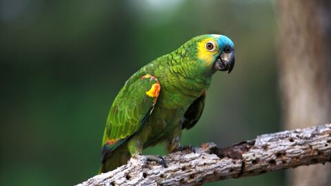 Eine Blaustirnamazone sitzt auf einem Ast.