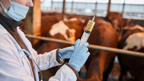 Ein Tierarzt zieht eine Spritze in einem Kuhstall auf.