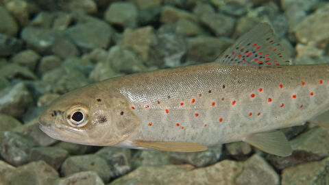 Eine Bachforelle schwimmt durch klares Wasser. Eine Bachforelle schwimmt durch klares Wasser.