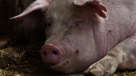 Liegendes Schwein Liegendes Schwein