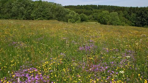 Eine Bergmähwiese im Hohen Westerwald.