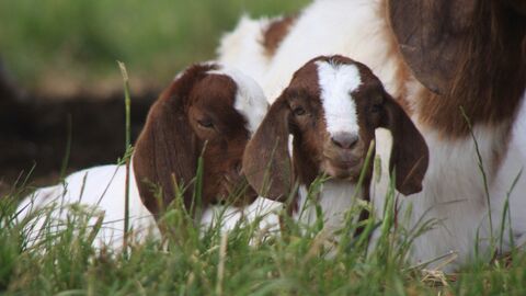 Junge Ziegen liegen auf der Weide.