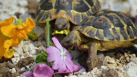Eine Schildkröte frisst Blütenblätter.