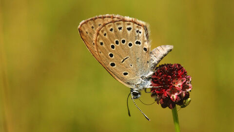 Ein Schmetterling sitzt auf einer Blüte.