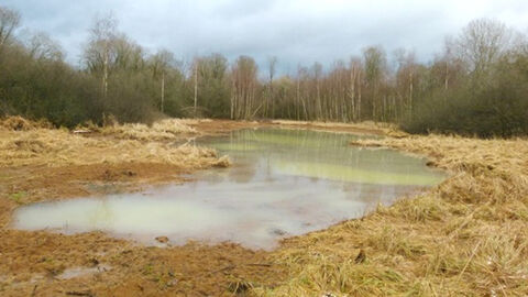 Weidengalle und Hasenbach bei Merlau Weidengalle und Hasenbach bei Merlau