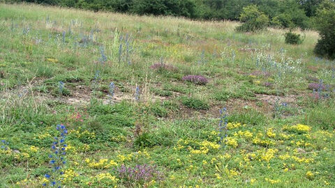 Naturschutzgebiet Weinberg bei Stockhausen