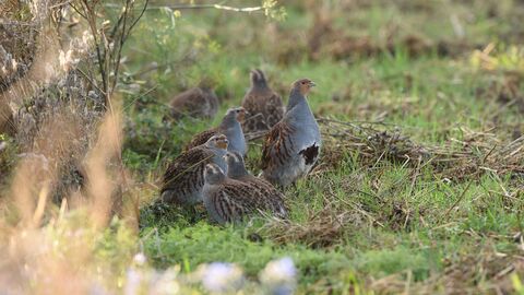 Rebhühner auf einer Wiese.