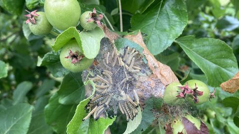Ein Apfelbaum mit Gespinst und vielen Raupen
