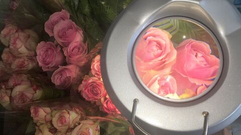 Rosen, die unter einer Lupe betrachtet werden