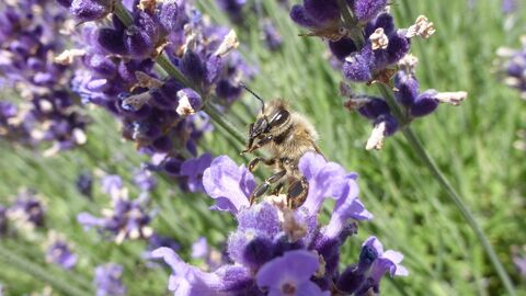 Honigbiene an Lavendel. Honigbiene an Lavendel.