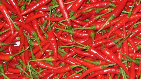 Viele Chilis auf einem Haufen