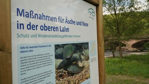 Hinweistafel Eine Hinweistafel mit Infos über Maßnahmen für Äsche und Nase in der oberen Lahn