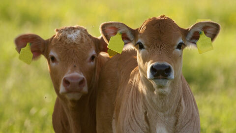 Zwei braune Kälbchen stehen auf einer Wiese.