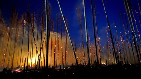 Brennende Bäume und Baumstämme im Lahn-Dill-Kreis