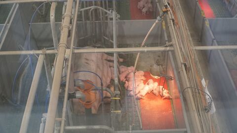 Die gläserne Geburtsstation auf dem Hof Kornmann: Von der Galerie aus können Besucherinnen und Besucher einen Blick in den Abferkel-Stall werfen.