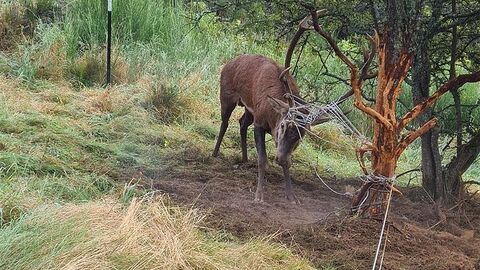 Ein Hirsch hat sich in den Resten eines Weidezauns verfangen