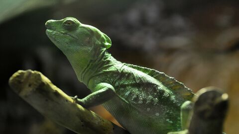 Ein Helmchamäleon sitzt auf einem Ast