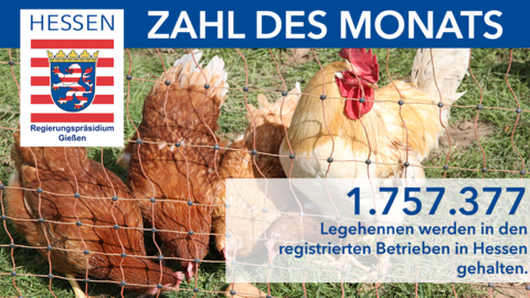 Grafik mit Foto von Hühnern und der Info, dass es derzeit knapp 1,7 Millionen Legehennen in Hessen gibt