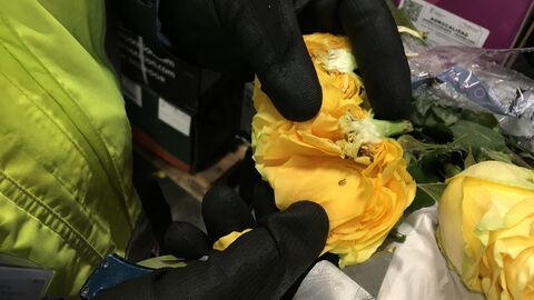 Nahaufnahme einer Rose, die gerade auf Schädlinge kontrolliert wird