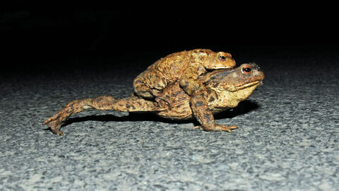Einzelne Amphibien ziehen bereits von ihren Winterquartieren zu den angestammten Laichgewässern. Das Regierungspräsidium Gießen bittet, in den kommenden Wochen im Straßenverkehr um erhöhte Aufmerksamkeit, vor allem dann, wenn es wärmer und feuchter wird.