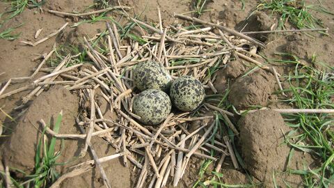 EIn Kiebitz-Gelege auf dem Boden
