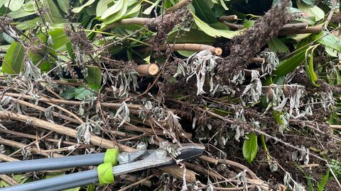 Abgeschnittene Äste, die auf einem Haufen liegen. Davor liegt eine Gartenschere