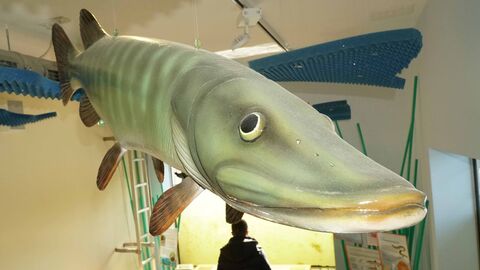 Ein übergroßer Hecht aus Kunststoff, der im Lahnfenster in Gießen hängt